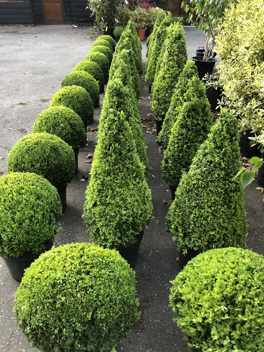 King_and_Co's tweet image. People still love box. #buxus #box #boxballs #gardens #essex