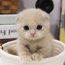 미국수의사The Veterinarian's Diary on Twitter: 미국수의사The Veterinarian'S Diary On Twitter: