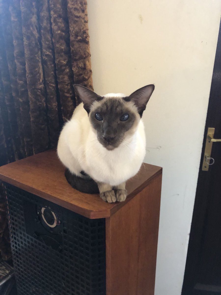 CatsMissing's tweet photo. #FindOurLilly F/M Seal Point #Siamese #LostCat Vanished Sunday 2nd August 2020 approx 11pm Lower John St area nr Wakefield Road #Heyrod #Stalybridge #SK15 nr Manchester
Microchipped #ScanMe #MissingCatsUK
FB▶️https://t.co/MF7SOJJmU6
#InternationalCatDay🐈⬛#Caturday
@Lilly83007376 https://t.co/GBvQhwAZRe