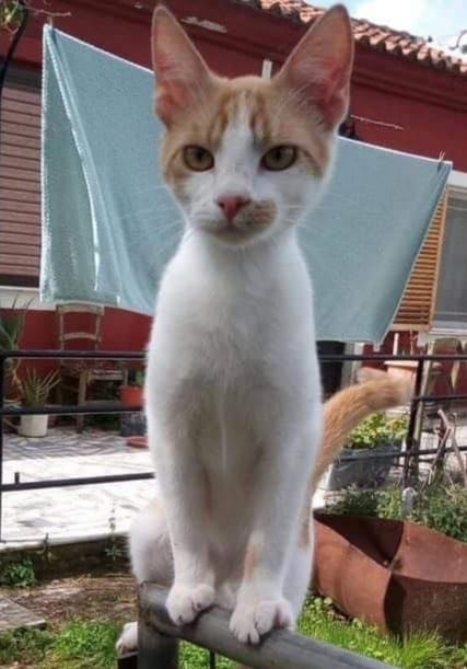 gelert01's tweet photo. 🔴CODE RED🔴#GINGER missing 06/08/2020 escaped  #M25 #ClacketLane #Services #Kent  #Westerham #TN16 #2ER #GINGER is a rescued pusscat from #Greece will be very scared if you 👀call no's #Neutered #Chipped @BMIUKandIreland
@JamieKav86 @truckerworld #M25 https://t.co/TaH7BR48pG
