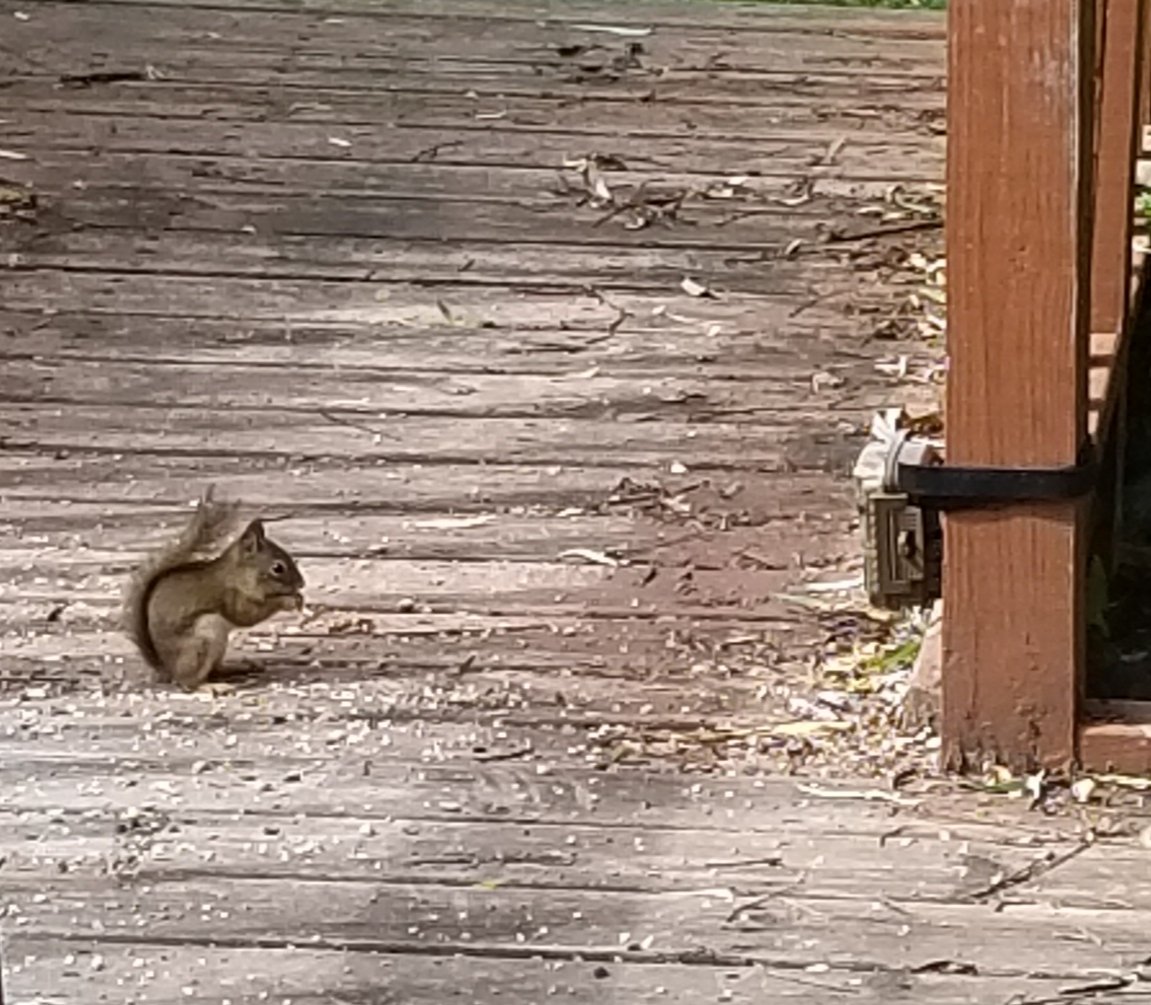vintagepix's tweet photo. The #SquirrelBandit just hanging out on the deck. #BirdfeederTV #SquirrelCrime #TrailCam https://t.co/QPerjhgV0p