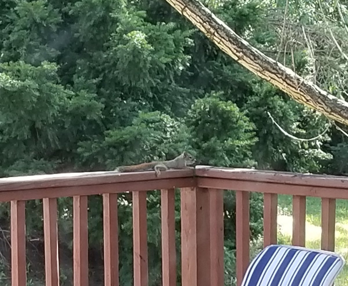 vintagepix's tweet photo. The #SquirrelBandit just hanging out on the deck. #BirdfeederTV #SquirrelCrime #TrailCam https://t.co/QPerjhgV0p