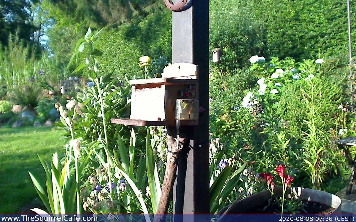 TheSquirrelCafe's tweet photo. #Squirrel chowed down on 1.5 nuts for 2.71 min at 07:39:54 CEST. An #IoT project to predict how cold it'll be next winter. #ThingSpeak https://t.co/jKSZaviLbI