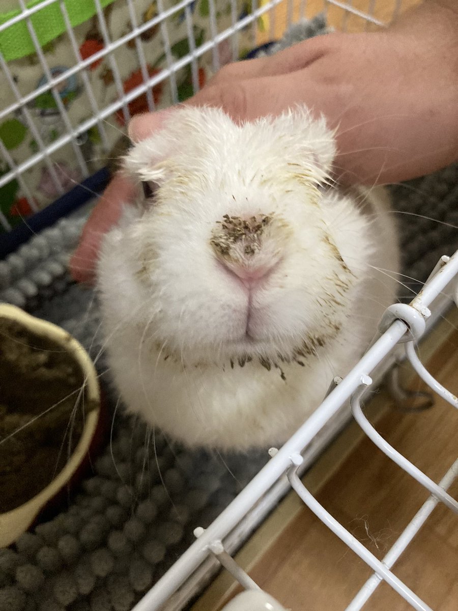 don_kunu's tweet photo. おはようございます。これは朝起きたら小汚くなってたくぬぎです https://t.co/rEfByo2Yl8
