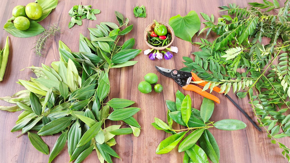 Nature_inPot's tweet photo. These 5 permanent &amp; easy to maintain plants are a must for all kitchen gardeners🙂 Check out this video &amp; add these greens in your collection. https://t.co/o9WI4ZgJib via @YouTube 
#Gardening #GardenersWorld #GardeningTips #KitchenGardening #GardeningTogether https://t.co/HZB0P79PwZ