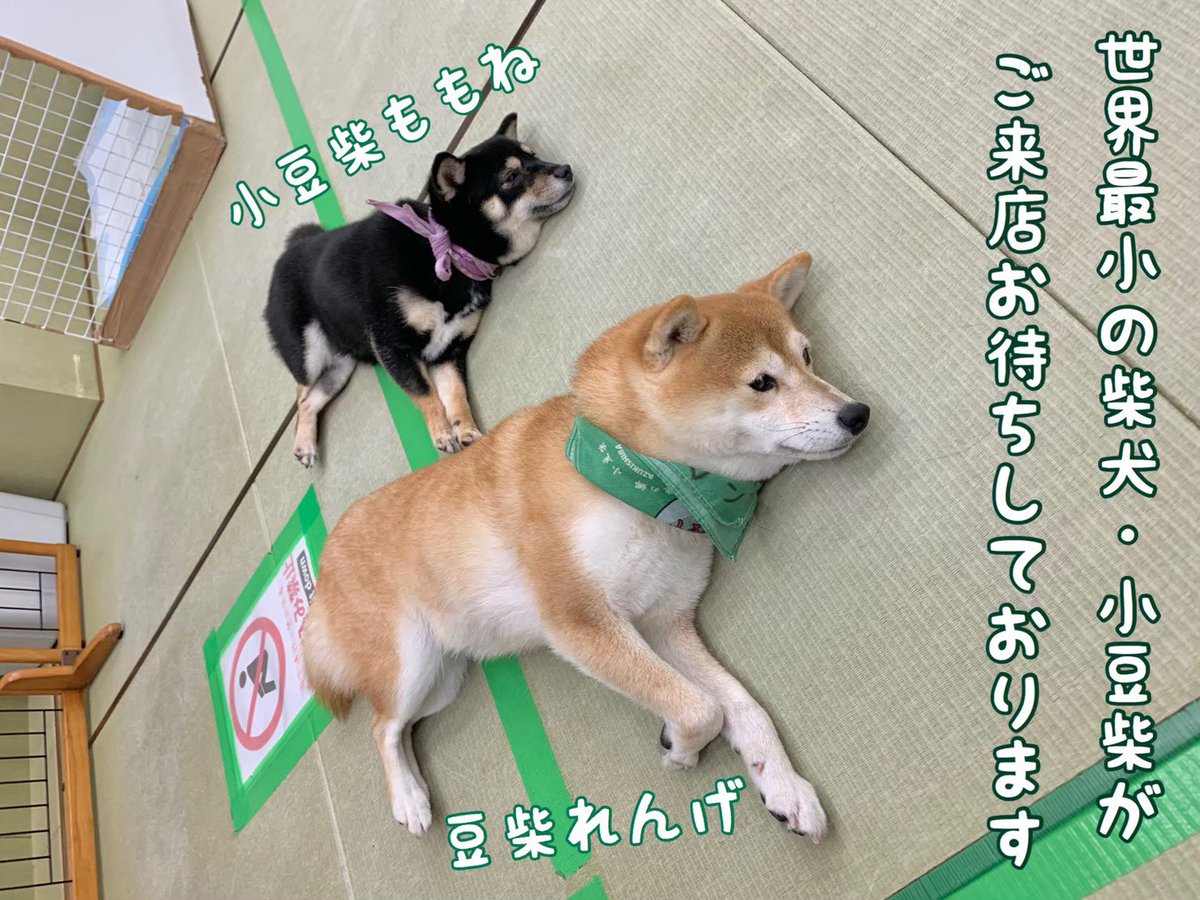 小豆柴の郷 秋葉原 Twitterissa 14 50現在 お待ち時間なくご案内中です 可愛い豆柴 小豆柴たちとご来店お待ちしております 小豆柴の郷は 豆柴カフェ ではありません 豆柴より小さい世界最小の柴犬小豆柴とも触れ合える 小豆柴カフェ です 小豆柴の郷 小豆柴の郷 秋葉原 Twitterissa 14 50現在 お待ち時間なくご案内中です 可愛い豆柴 小豆柴たちとご来店お待ちしております 小豆柴の郷は 豆柴カフェ ではありません 豆柴より小さい世界最小の柴犬小豆柴とも触れ合える 小豆柴カフェ です 小豆柴の郷