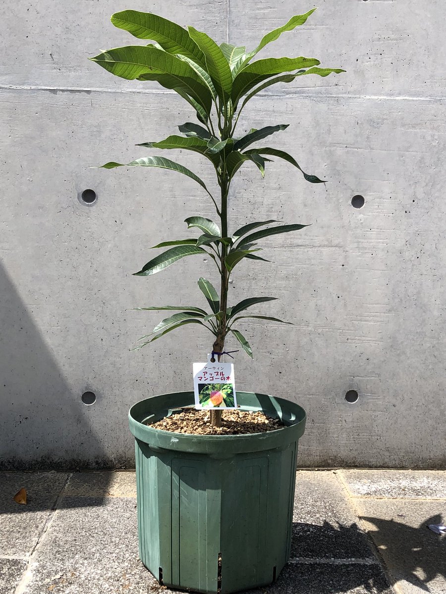福永哲也 マンゴーの苗木を鉢植えで育ててます 5月24日に苗木を鉢植えにして 7月18日に上段をピンチ 4本出てきた新梢を2本に整理しました 秋までに枝を充実させます マンゴー 熱帯果樹