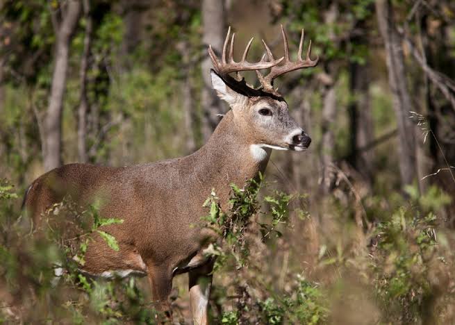 ChrishoperL's tweet photo. #Dayton
#Sami
#CodyBellinger
#Krug
#Lukep
#Hunting
#Huntingman
#Huntingwild
#Huntinggroup
#Huntinglover https://t.co/efBxviSPf6
