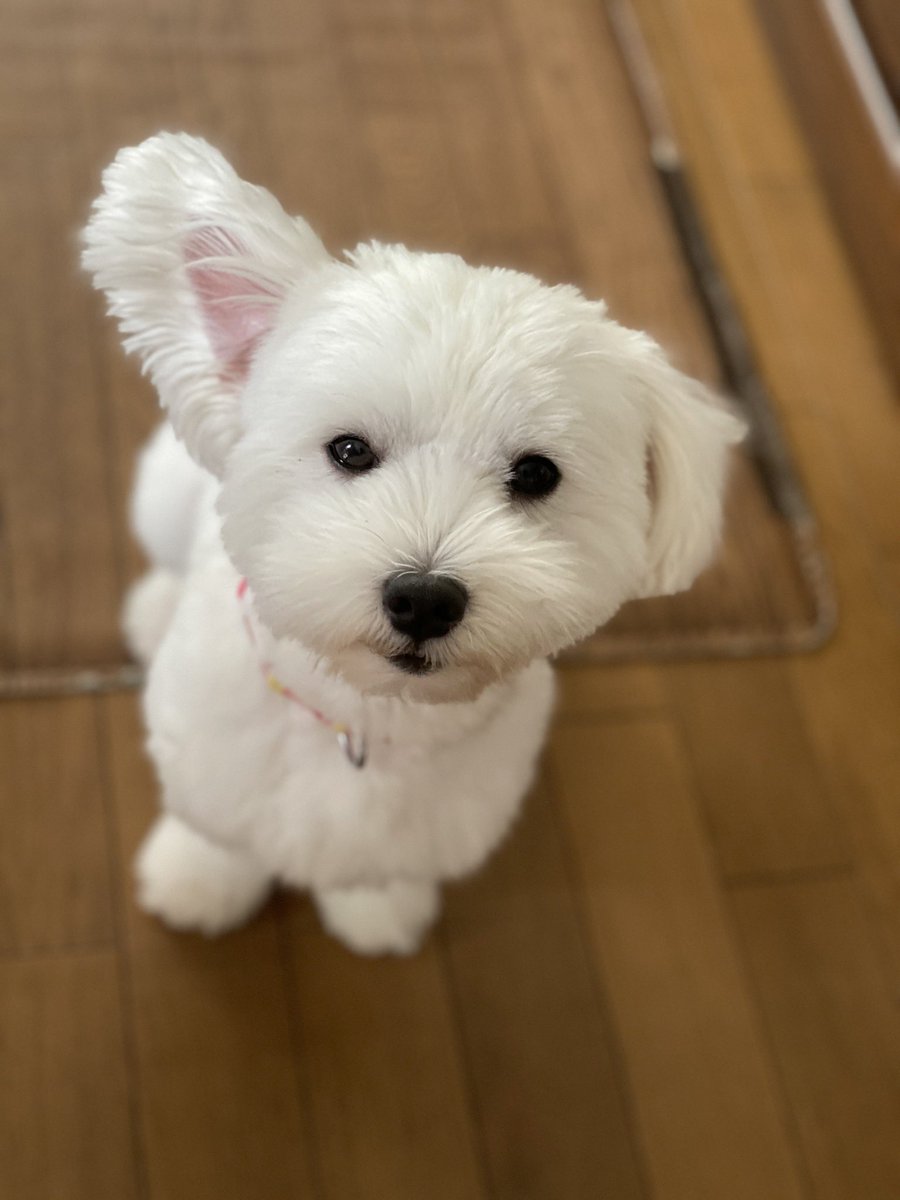 もふ S Twitterissa スピッツ 立ち耳 と マルチーズ 垂れ耳 の 血をちゃんと受け継いでて 可愛い ミックス犬 マルチーズ スピッツ 日本スピッツ ハーフ 犬 犬のいる暮らし 犬好きさんと繋がりたい もふ S Twitterissa スピッツ 立ち耳 と マルチーズ 垂れ耳 の 血をちゃんと受け継いでて 可愛い ミックス犬 マルチーズ スピッツ 日本スピッツ ハーフ 犬 犬のいる暮らし 犬好きさんと繋がりたい