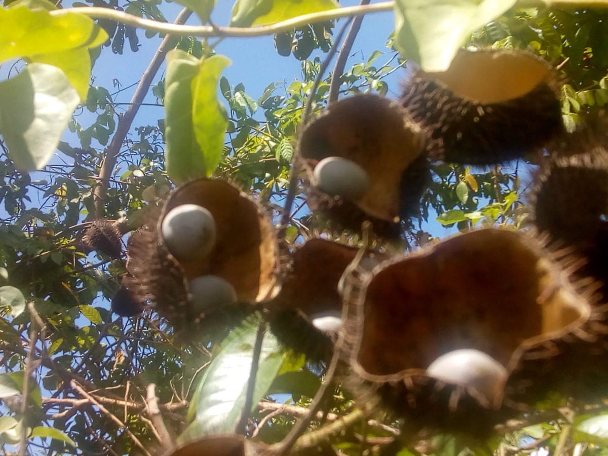 Patrick B. C. Mutiso (@chalo_mutiso) on Twitter photo Fruits densely prickly, elliptic. Caesalpinia bonduc #Fabaceae
A shrub sometimes scrambling along seashore or sanddunes in coastal Kenya.
#FloraOfTropicalEastAfrica
I nominate <a href="/Kennedoz/">Ken Wambua</a> <a href="/timutteridge/">Dr Timothy Utteridge</a> <a href="/DrMartinCheek/">Martin Cheek</a> <a href="/kenmkl2011/">Moses K Langat</a>
#BackyardBiodiversity
#ZYWC2020 Fruits densely prickly, elliptic. Caesalpinia bonduc #Fabaceae
A shrub sometimes scrambling along seashore or sanddunes in coastal Kenya.
#FloraOfTropicalEastAfrica
I nominate <a href="/Kennedoz/">Ken Wambua</a> <a href="/timutteridge/">Dr Timothy Utteridge</a> <a href="/DrMartinCheek/">Martin Cheek</a> <a href="/kenmkl2011/">Moses K Langat</a>
#BackyardBiodiversity
#ZYWC2020