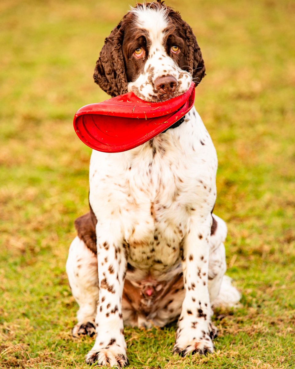 WrongtownGary's tweet photo. Note to self. Never leave home without your makeup!💄 #SpringerSpaniel #MustLoveDogs #BondiBeach https://t.co/4n27xPMLQR