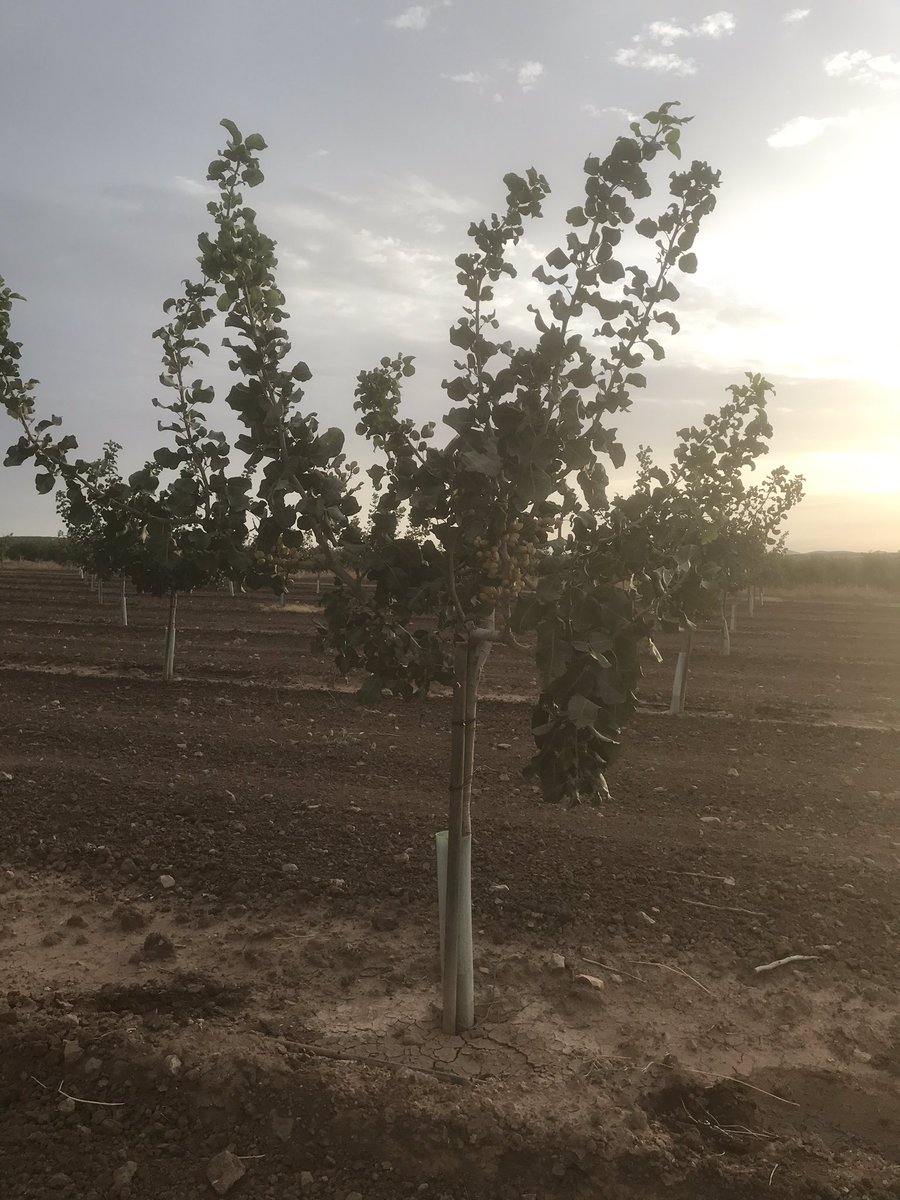 NOLITOgranada's tweet photo. @agropopular buenos días... desde Antequera, 25°... entre pistacheros con 2 años. No hay mejor placer que el de ver el fruto del trabajo bien hecho.  #agrotuiteros  @ETSIAMCordoba #pistachos https://t.co/Akn7vOsi0A