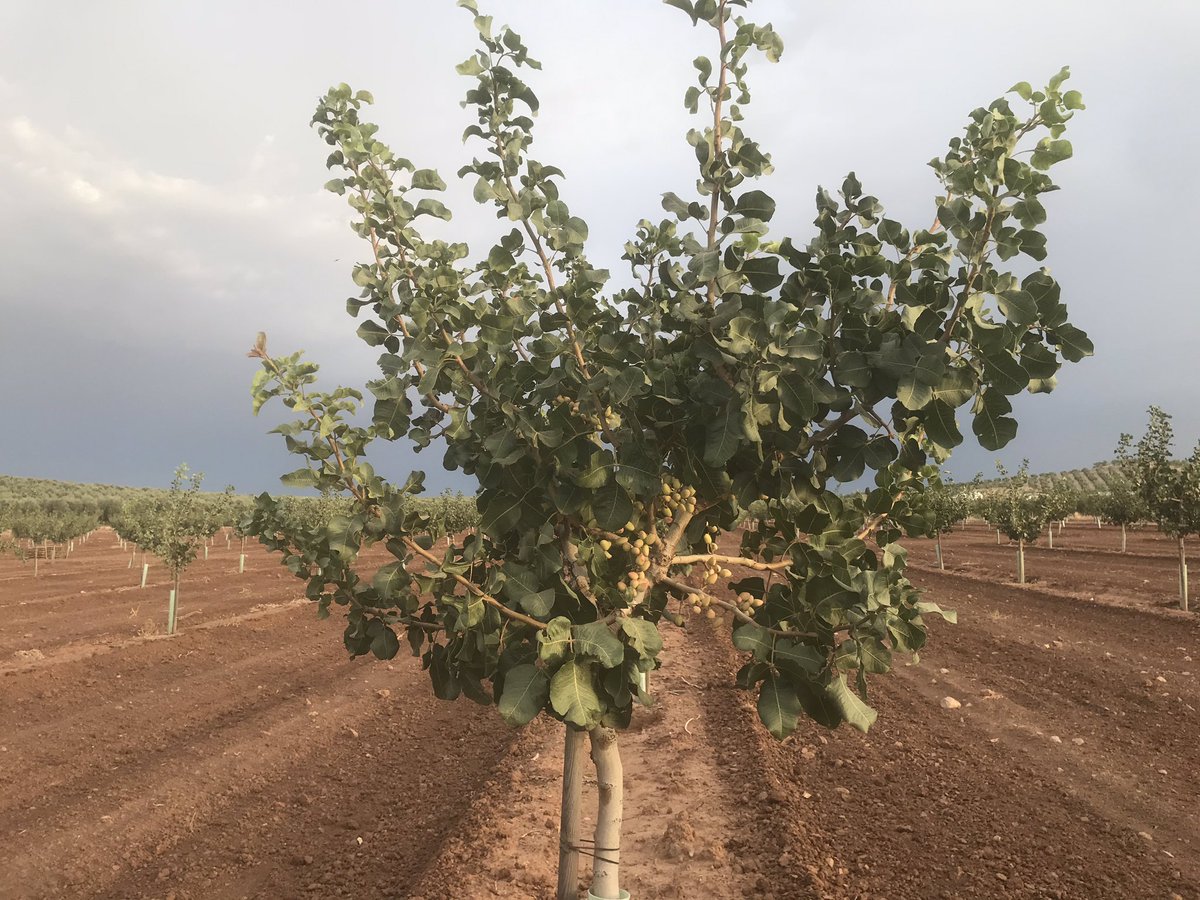 NOLITOgranada's tweet photo. @agropopular buenos días... desde Antequera, 25°... entre pistacheros con 2 años. No hay mejor placer que el de ver el fruto del trabajo bien hecho.  #agrotuiteros  @ETSIAMCordoba #pistachos https://t.co/Akn7vOsi0A