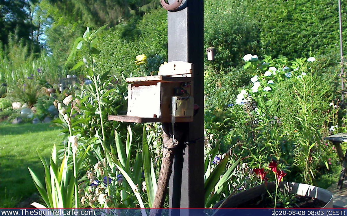 TheSquirrelCafe's tweet photo. #Squirrel chowed down on 1.0 nut for 0.28 min at 08:06:59 CEST. An #IoT project to predict how cold it'll be next winter. #ThingSpeak https://t.co/ZuYFPQzSfm