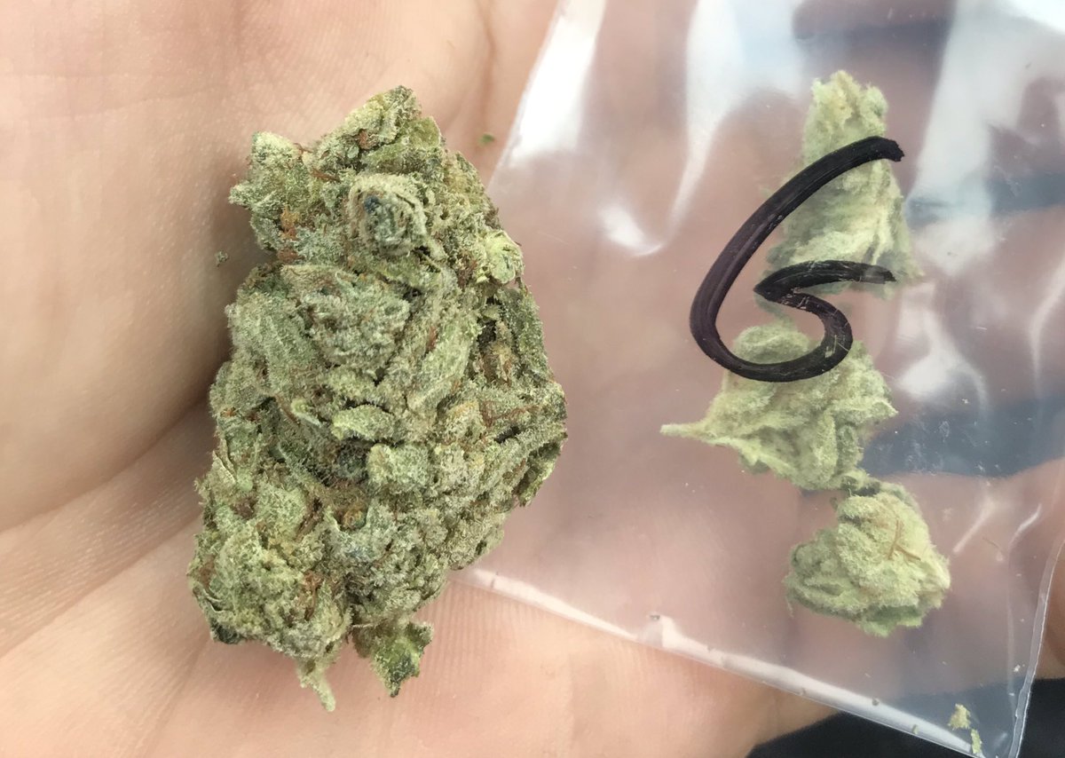 GetHighLocal's tweet photo. #GorillaGlue 
#GetHighLocal #GHL #THC #CBD #CBN #cannabiscommunity #cannabis #weed #ganja #420life #highsociety #stonernation #stonerdays #highdays #hightimes #smokeweedeveryday #highquality # https://t.co/tUl6iOWWZR