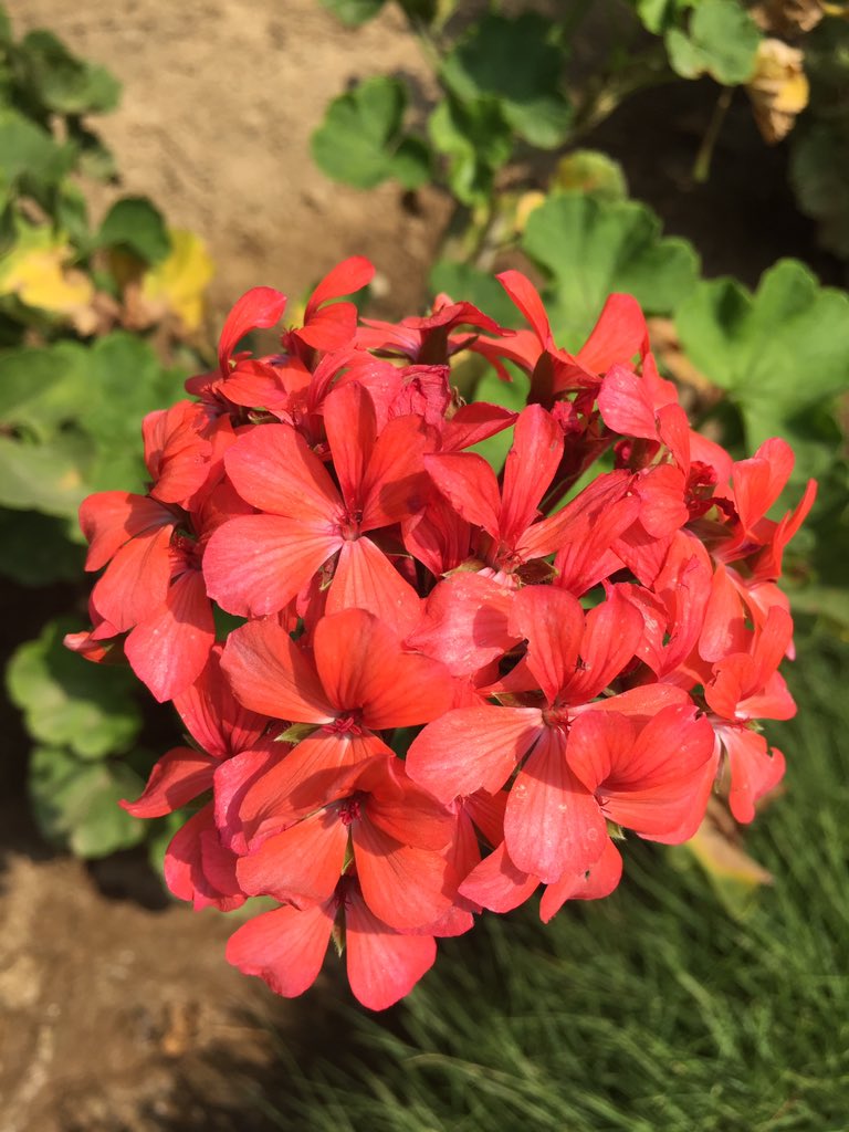 sangeenihsan's tweet photo. Goodmorning to all good,bad,ugly and beautiful people..Have a good day..!!😀
#GeraniumFlowers #CranesBill 
#Malakand https://t.co/71N1Gb68Nn