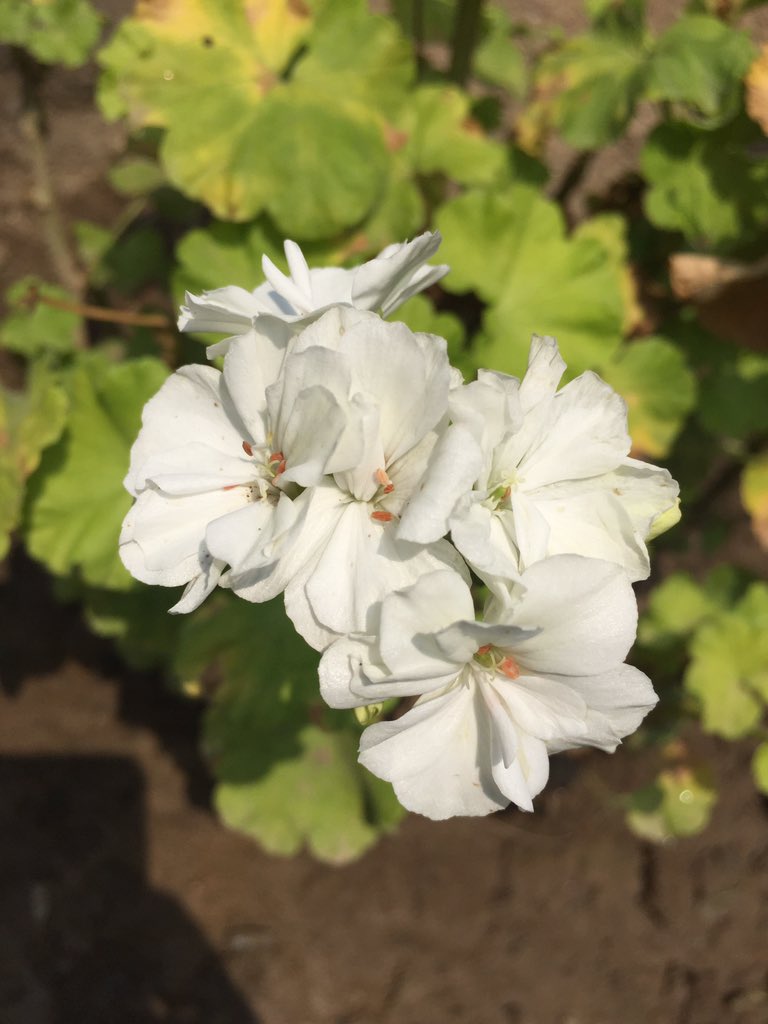 sangeenihsan's tweet photo. Goodmorning to all good,bad,ugly and beautiful people..Have a good day..!!😀
#GeraniumFlowers #CranesBill 
#Malakand https://t.co/71N1Gb68Nn