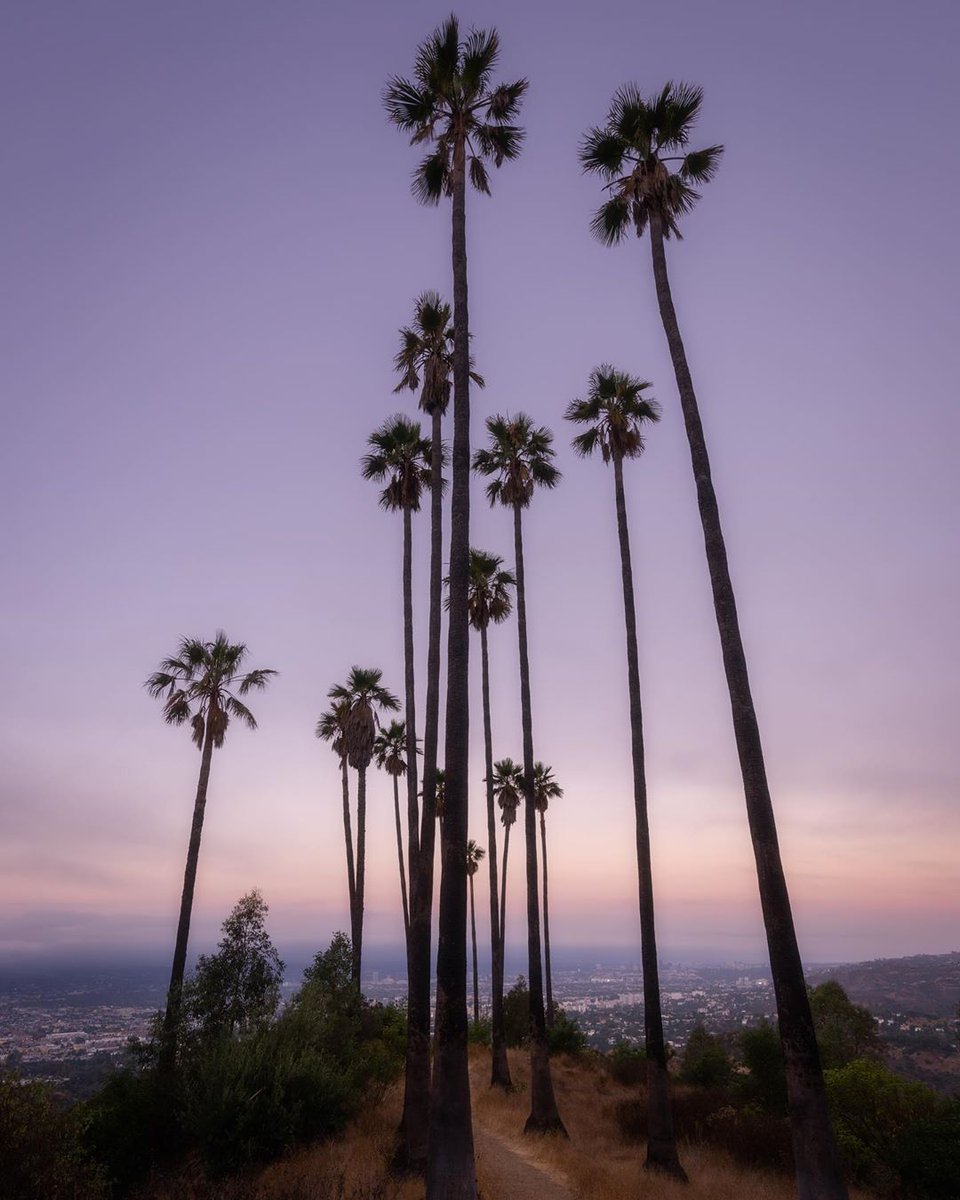 Discover Los Angeles tweet media