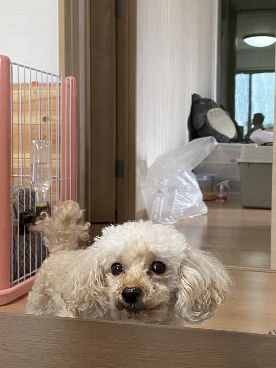 角刈りの犬 Twitter Search