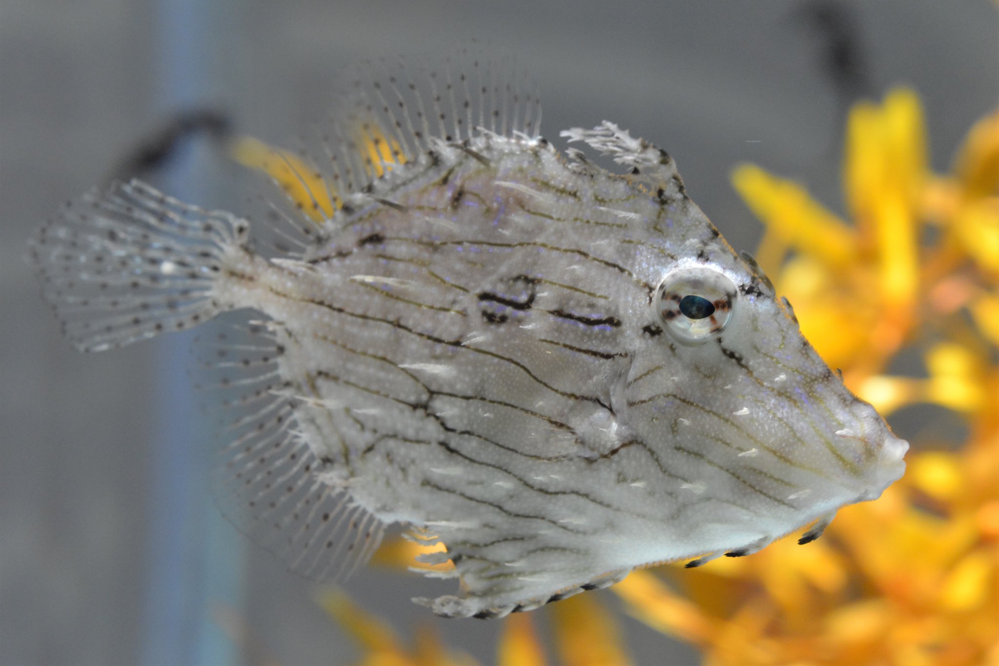 Nifrel ニフレル 公式 ヒゲハギ という魚 では ヒゲの漢字は 髭 鬚 髯 のどれでしょうか ニフレル ヒゲハギ 髭 鬚 髯 T Co Kklhoblvfg Twitter