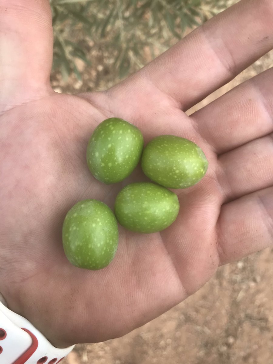 NOLITOgranada's tweet photo. Cambiamos, de Pistachero a Olivar hojoblanco, augurando una buena campaña de verdeo por el tamaño que estamos consiguiendo... buenos días de nuevo, mi apoyo al #torodelidia  @agropopular #agropopulartuiteros  #AgropopularAgostar https://t.co/IFuaqxmgGA