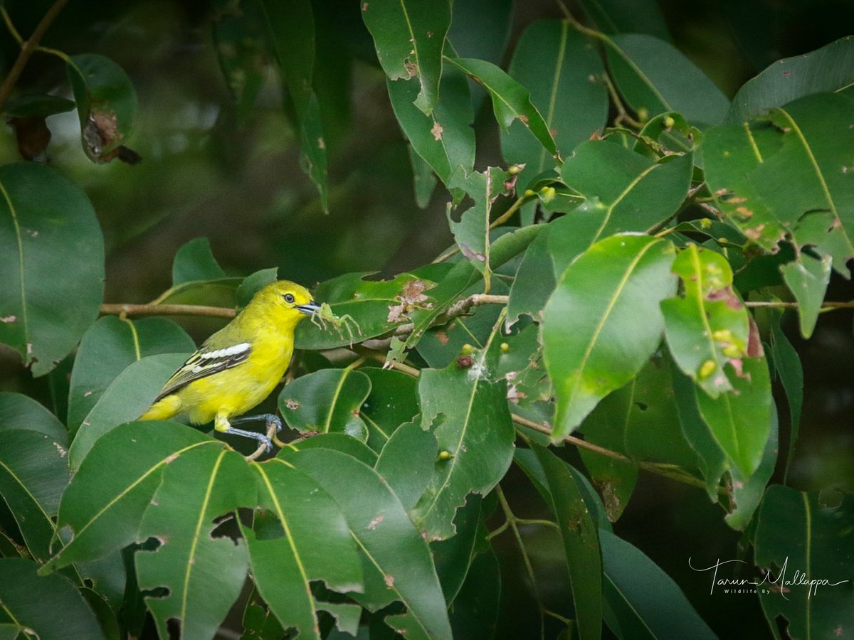 tarunmallappa's tweet image. The uncommon Common Iora 
Bangalore outskirts
Aug' 20

#CommonIora #BangaloreBirds #Iora