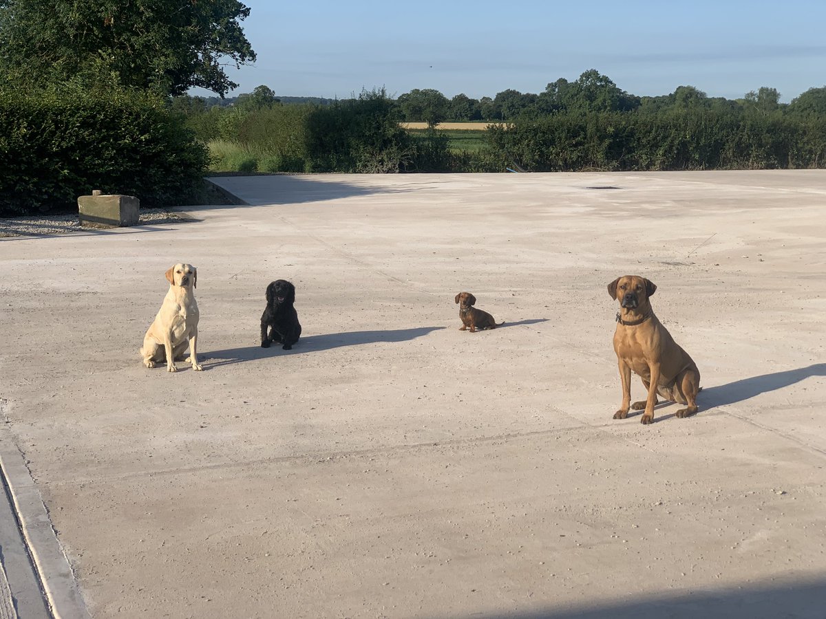 Once again an absolutely fantastic weeks work by <a href="/Knightsconcrete/">Knights Construction Group</a> <a href="/MJ_Knights/">Matt Jones</a> <a href="/Antknights/">Anthony Litchfield</a> <a href="/RyanS_Knights/">Ryan Swain</a>. Dogs loving the sunshine on the yard this morning, but missing the ground workers.#knightsconcrete