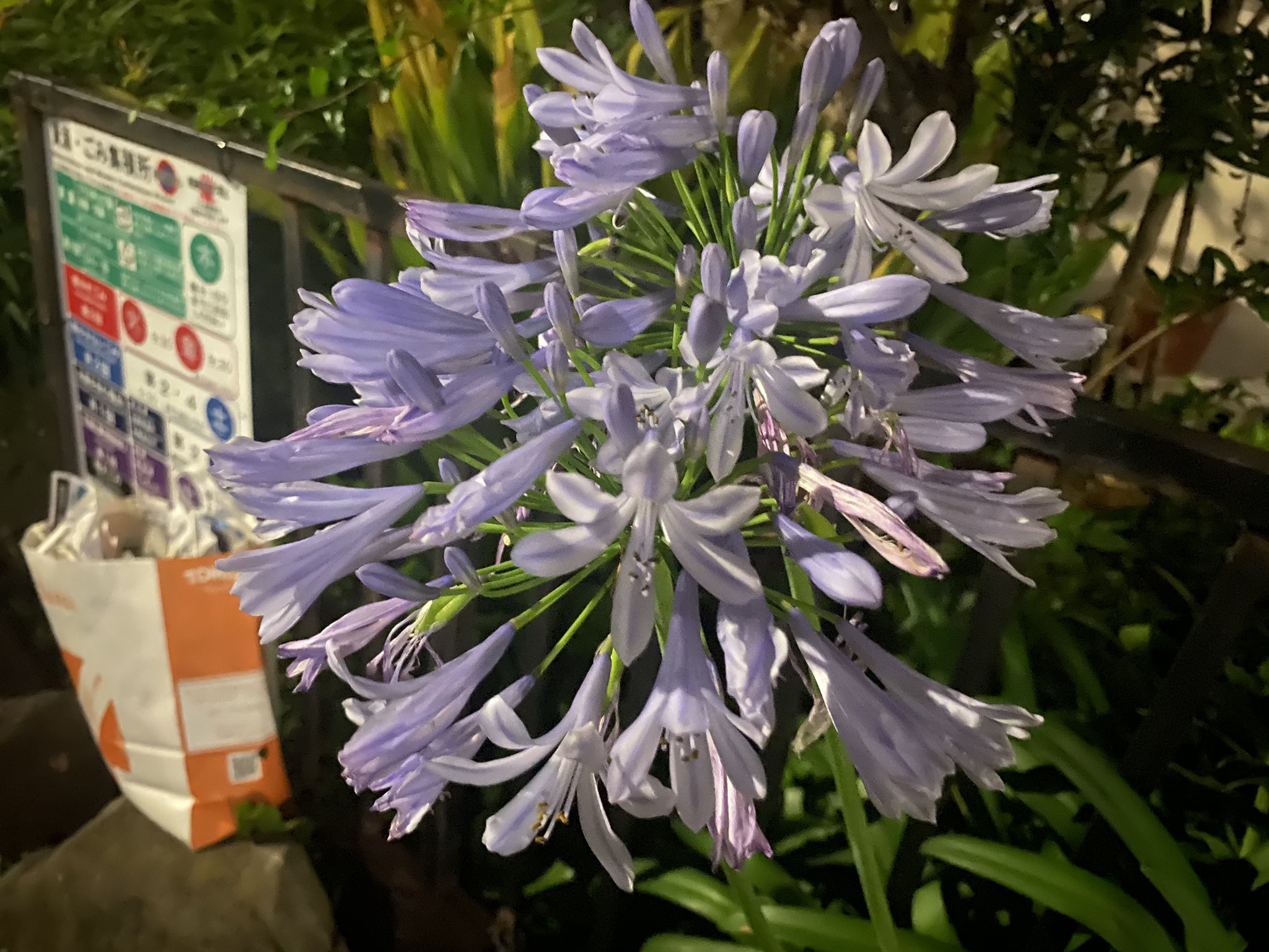 ビリー 園芸部 アガパンサス ツルバギアビオラセア 花言葉は落ち着きのある魅力 小さな背信 残り香 このアガパンサスに似た花 は何だろうってずっとわからなかった花 T Co Bzf08qwjth Twitter