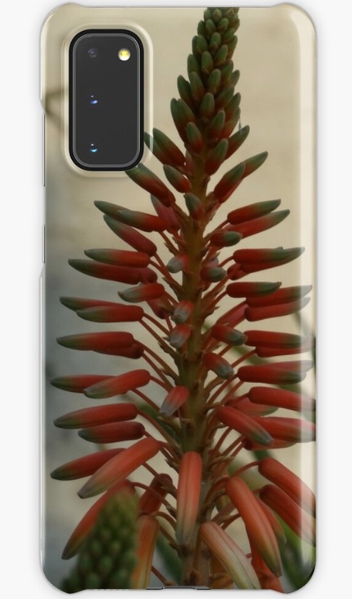 Manitarka's tweet photo. #AloeVera #plants #aloe #photography #botanical #bllom #nature #palnst #forher #posters #prints #mugs #cases #bedding #Redbubble #Manitarka https://t.co/gmtXgFEWF8 https://t.co/cYF4AGwuio