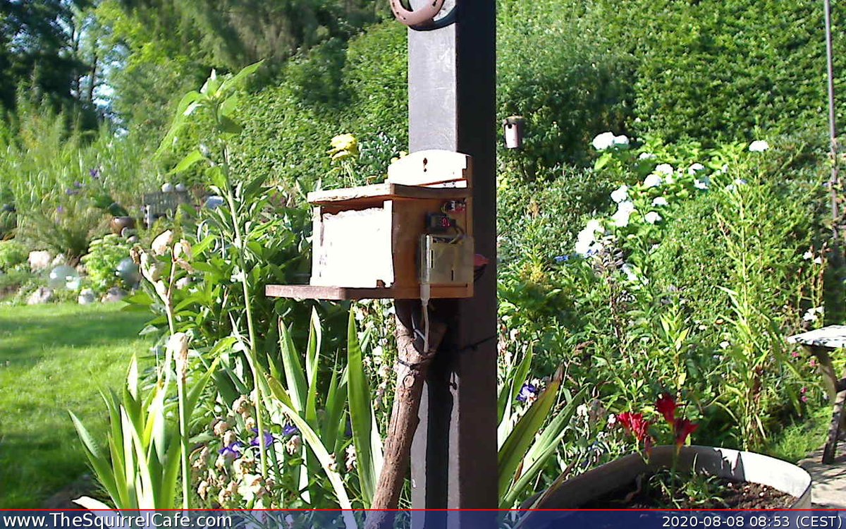 TheSquirrelCafe's tweet photo. #Squirrel chowed down on 1.0 nut for 0.26 min at 08:56:37 CEST. An #IoT project to predict how cold it'll be next winter. #ThingSpeak https://t.co/7X79BLxHti