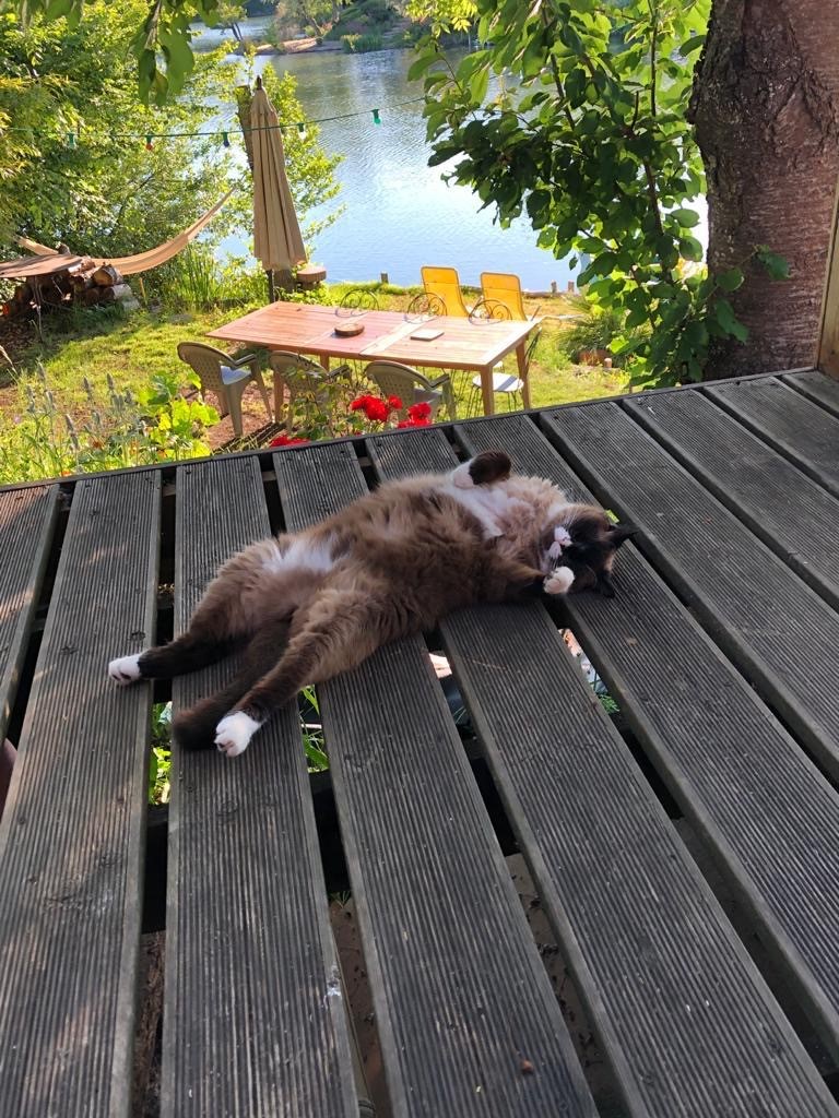 SiemensMobility's tweet photo. Happy #InternationalCatDay to all #catlovers! Because no one can ever have enough cute cat pictures, here some of our colleagues' little purr-fect and sleepy helpers. They must be dreaming about redefining #mobility or about playing with cat trees 🐾 https://t.co/UWdzS47pgZ