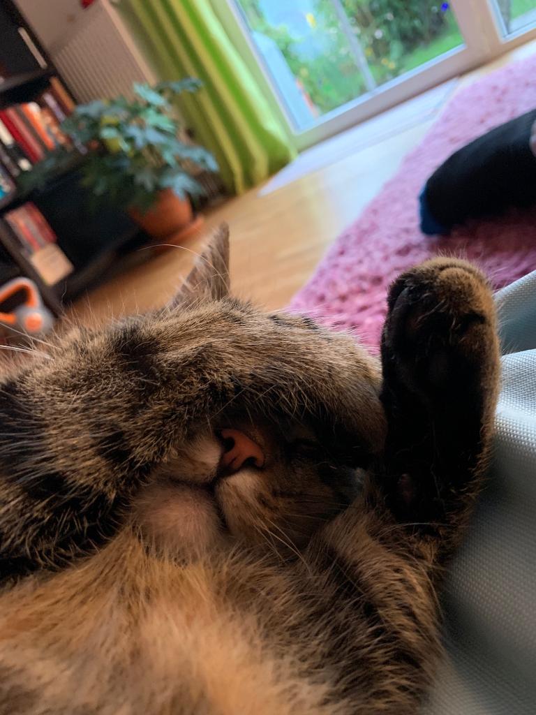 SiemensMobility's tweet photo. Happy #InternationalCatDay to all #catlovers! Because no one can ever have enough cute cat pictures, here some of our colleagues' little purr-fect and sleepy helpers. They must be dreaming about redefining #mobility or about playing with cat trees 🐾 https://t.co/UWdzS47pgZ