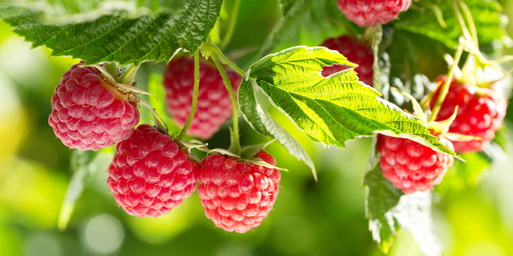 SquiresGC's tweet image. Are you growing raspberries in your garden? Use their leaves for tea! 

The leaves of raspberry canes can be picked &amp;amp; strained. Doing so makes a refreshing &amp;amp; calming cup of tea &amp;amp; is an incredibly inventive way to create even more harvests. 

#raspberryleaves #gardencookbook