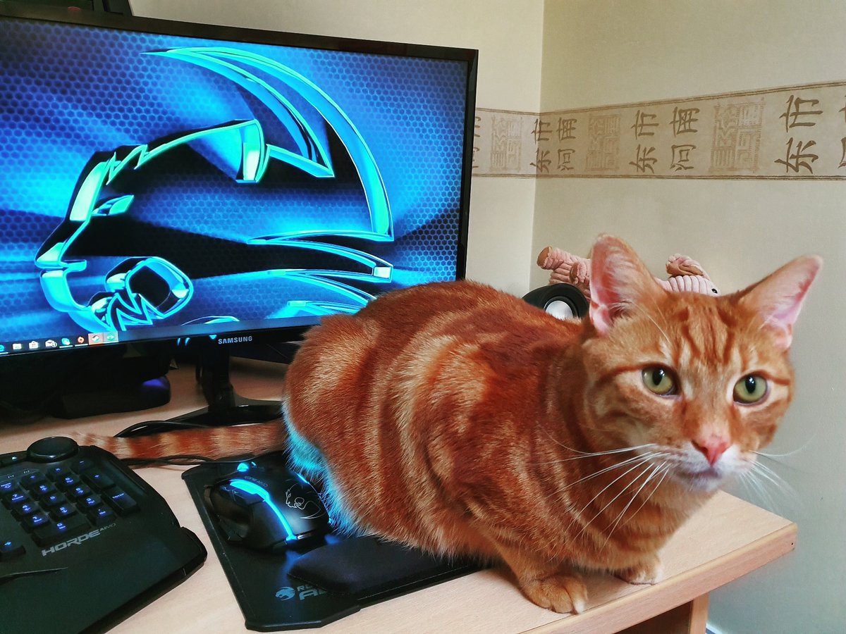 ROCCATESP tweet picture