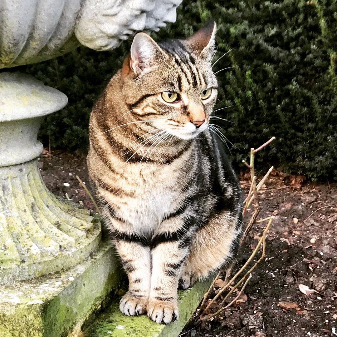 nationaltrust's tweet photo. It’s #InternationalCatDay – what better excuse to meet the feline supervisors who help keep our places running…

…when they’re not napping on the job that is: https://t.co/AhXJXM1DGE https://t.co/TvH35XnoWI