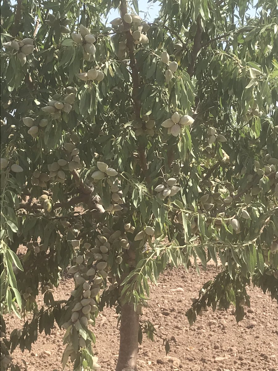NOLITOgranada's tweet photo. Tras mostraros los Pistacheros, Olivar ahora llegamos a los Almendros, con 2 años cercanos a su primera recolección @agropopular #AgropopularAgostar #agropopulartuiteros #BuenFinde https://t.co/N14zmioCX9