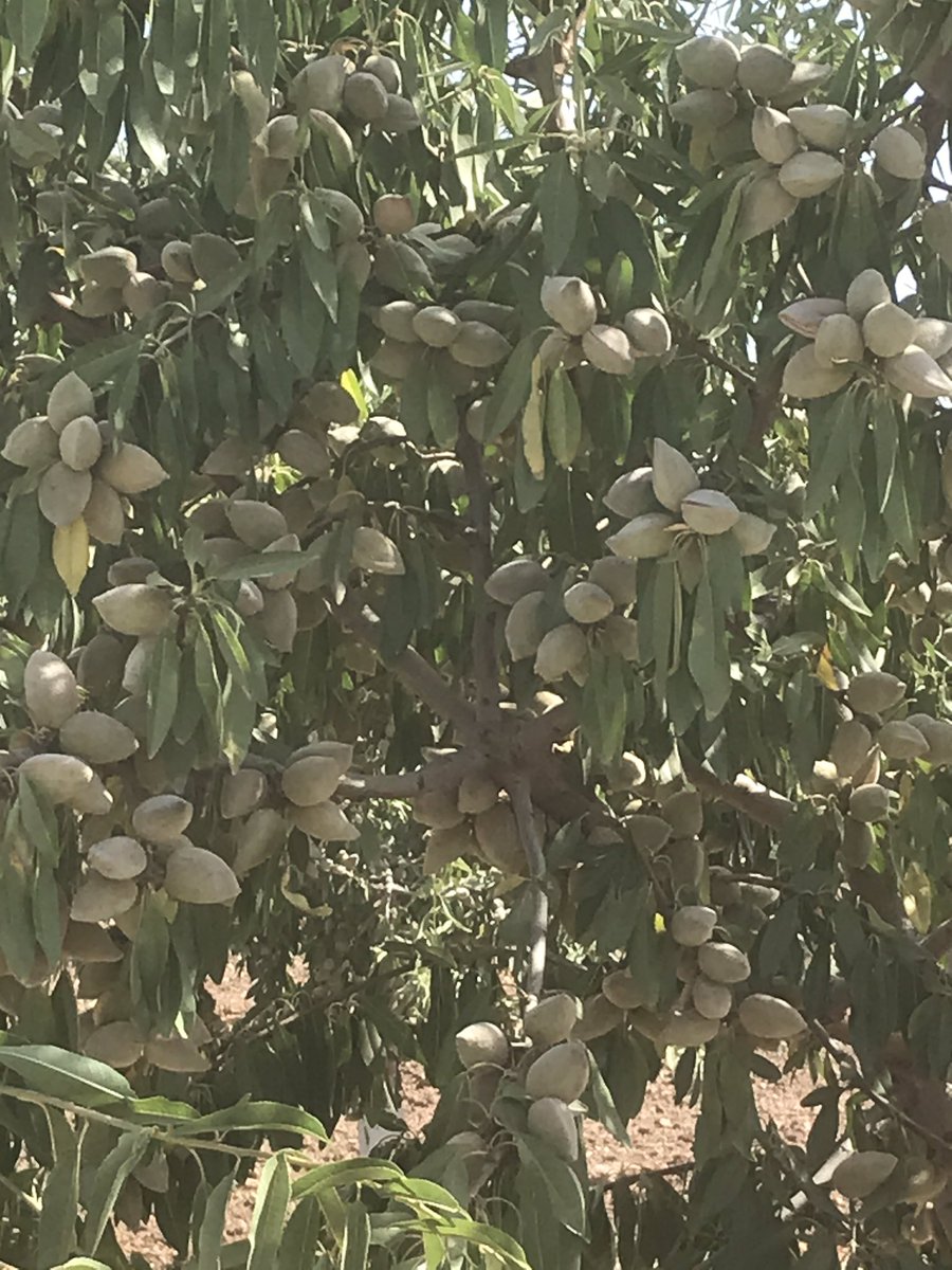 NOLITOgranada's tweet photo. Tras mostraros los Pistacheros, Olivar ahora llegamos a los Almendros, con 2 años cercanos a su primera recolección @agropopular #AgropopularAgostar #agropopulartuiteros #BuenFinde https://t.co/N14zmioCX9