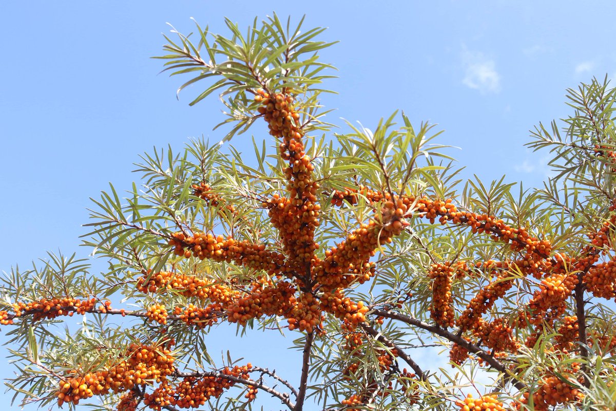 Such an amazing colour! #harvest2020
