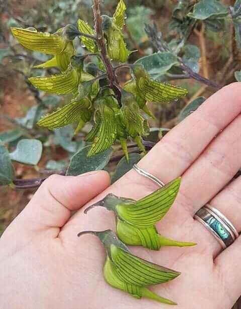 coloringFeather's tweet photo. Tree leaves in the form of birds. #unique #uniquephotography #creativephotography #coloringfeathers #photographylovers https://t.co/7rqhrtwFga