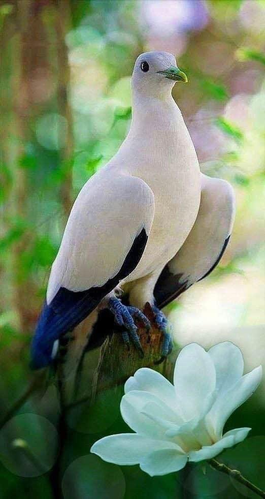#pigeon #pigeonsofinstagram #whiteandblue #coloringfeathers #birds_adored #birdlife