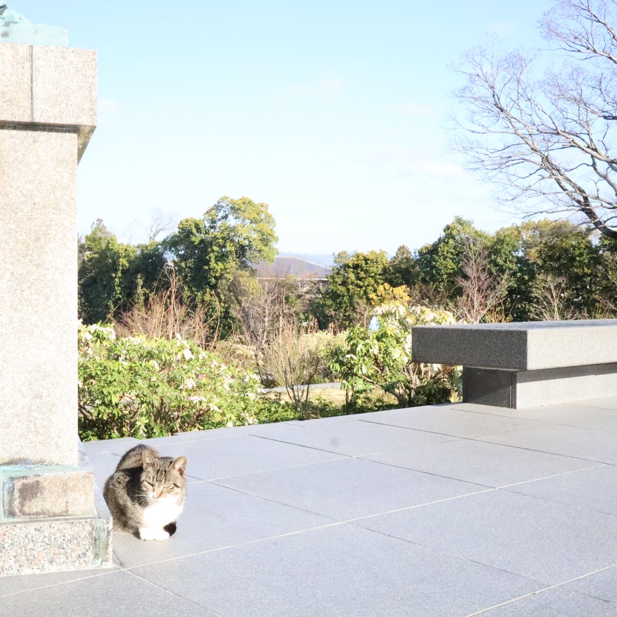 ট ইট র 知恩院 和順会館 こんにちは 現在の京都東山は 晴れときどき曇り 気温32 降水確率10 です 今日は 世界猫の日 だそうです 和順会館の周りにもたくさん猫がいますよ 京都 Kyoto 知恩院 和順会館 宿坊 ホテル 天気予報 世界猫の日