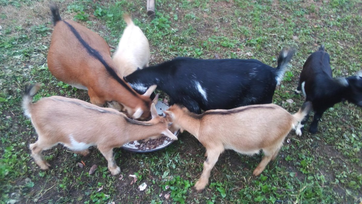 Mateenadebayo's tweet photo. #FromTheScreen

“Agriculture is our wisest pursuit, because it will in the end contribute most to real wealth, good morals, and happiness.”* – Thomas Jefferson

*#GOOD_MORNING

#Animal_Kingdom
#agriculture 
#animals 
#Farm24
#SustainableDevelopment
#Nigeria
#Africa https://t.co/LmmyUob58n