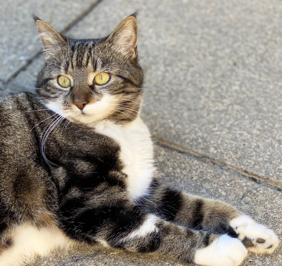 sooziekeys's tweet photo. Just chillin in the shade  #InternationalCatDay #Caturday #AdoptDontShop @BathCDH 😻 https://t.co/91ij2RLquB