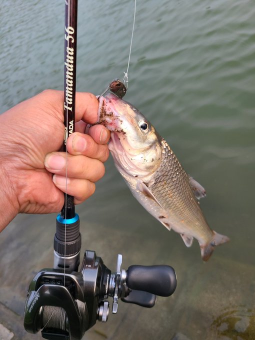 bombada tulala タマンドア56 新品未使用品 ボンバダ ツララ bombada