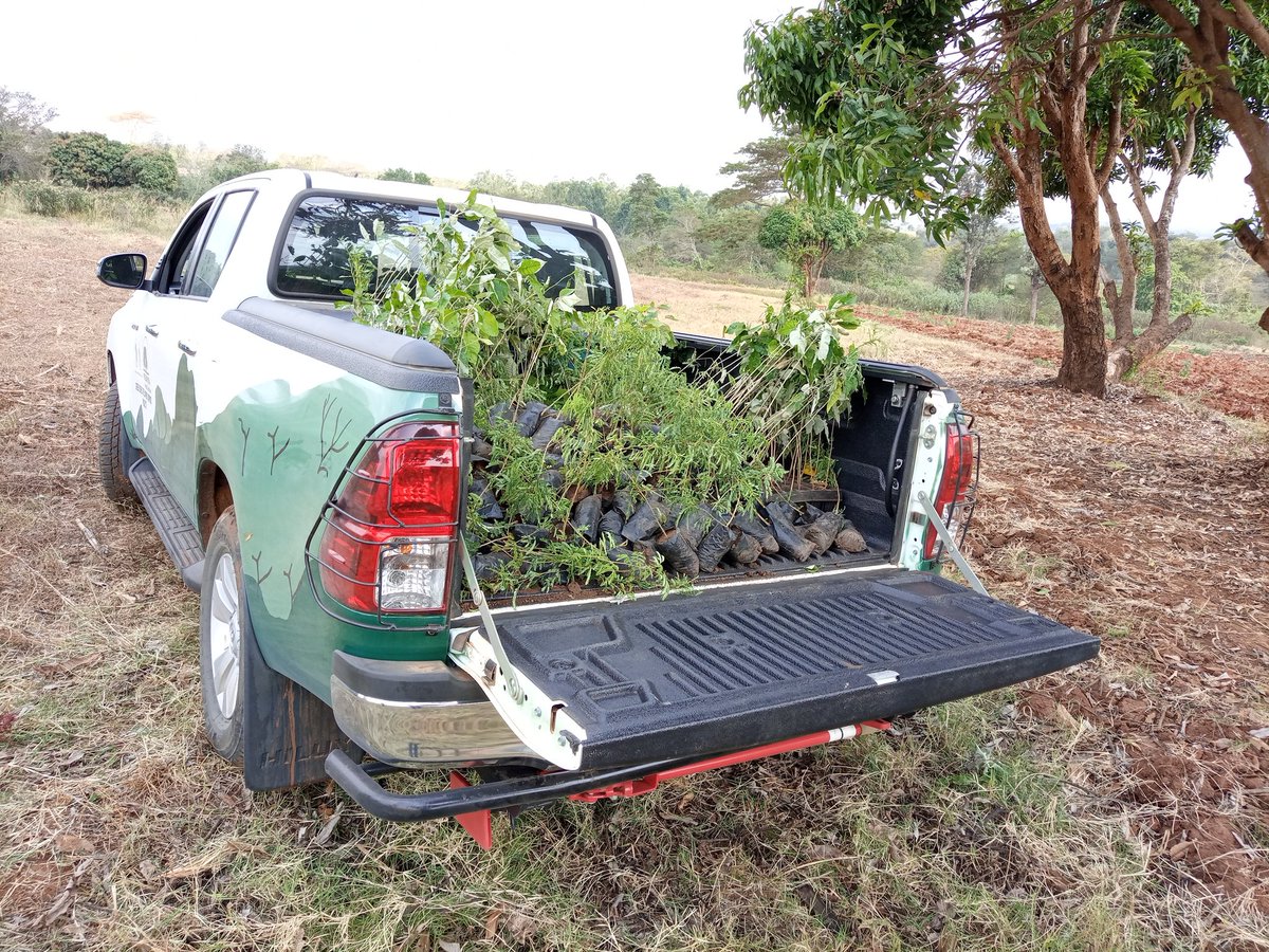 Creating alternative energy through simple bio-gas, this method hurls off use of charcoal that has degraded our forest coverage. This alternative fuel use is a better way of saving our environment while using cheaper cooking gas. #GreeningKenya