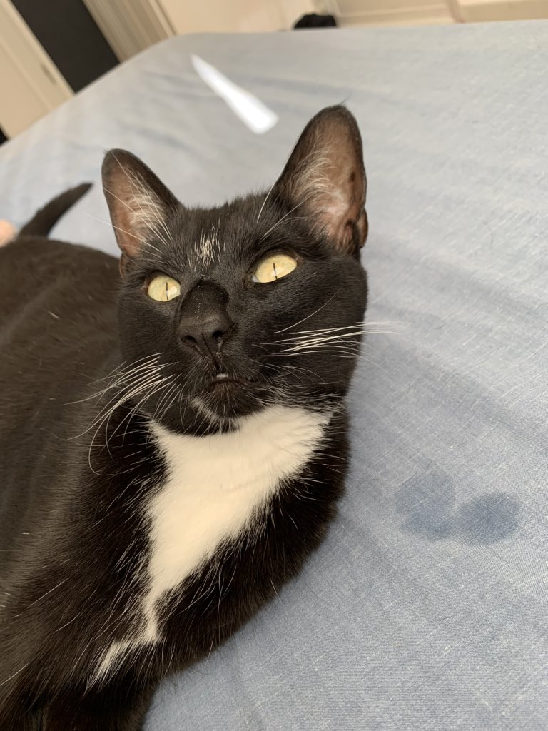 TheMiniMog's tweet photo. Did somebody say BREKFAST?! #feedme #catdrool #CatsOfTwitter #alwayshungry https://t.co/NjrXj9E5s3