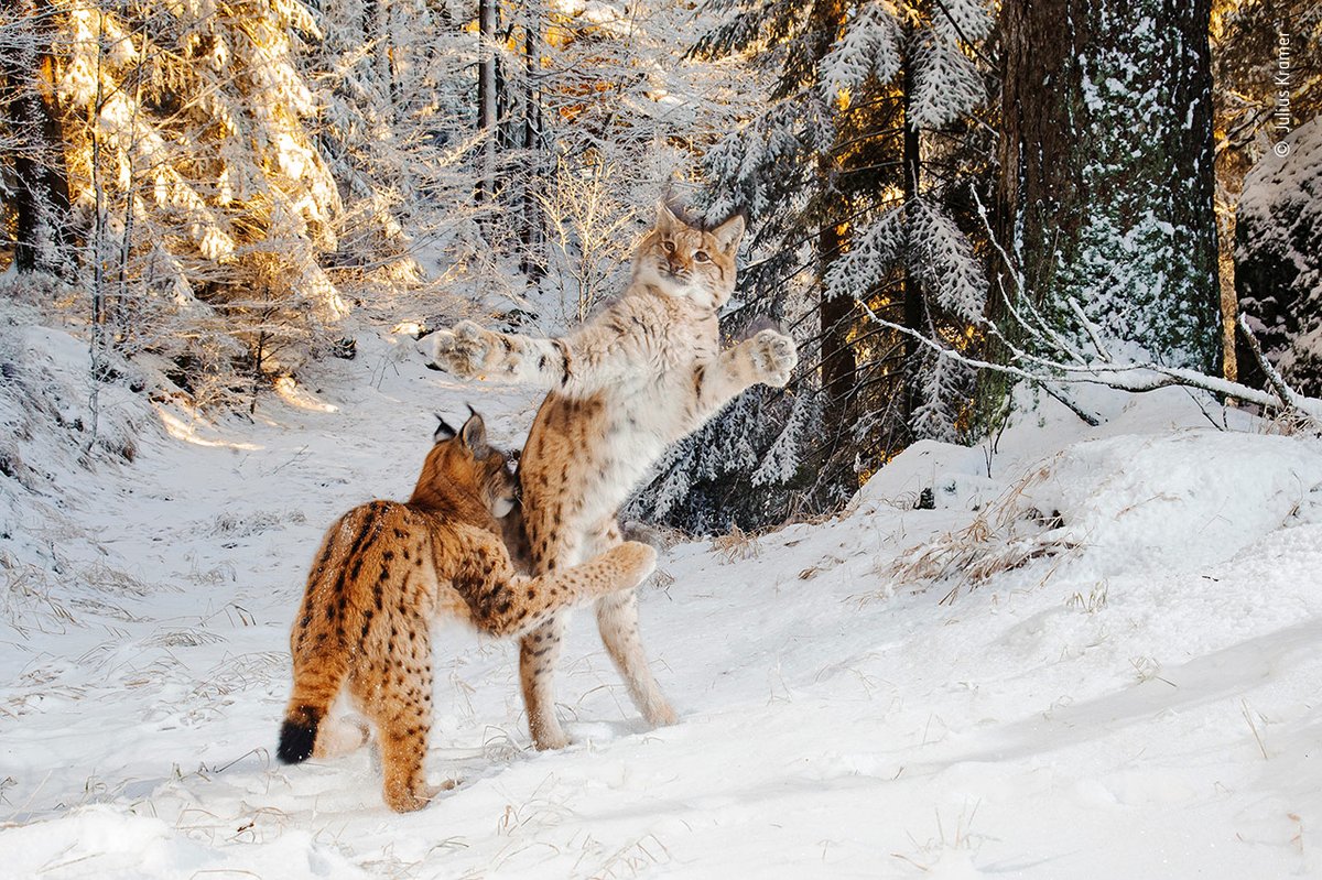 NHM_WPY's tweet photo. The sighting of these shy, elusive and desperately endangered Eurasian lynx is a sign of hope that the population is hanging on. 

This #InternationalCatDay, we’re sharing Kitten Combat by #WPYAlumni @juliuskramer: https://t.co/hdccrm84xw https://t.co/OEpVNhFzMO