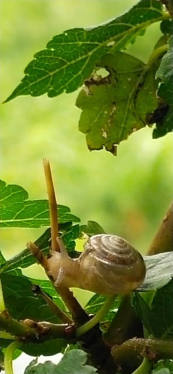 PAULzdrive's tweet image. Gotcha...#paulzdrive #paulography #paulz #snail