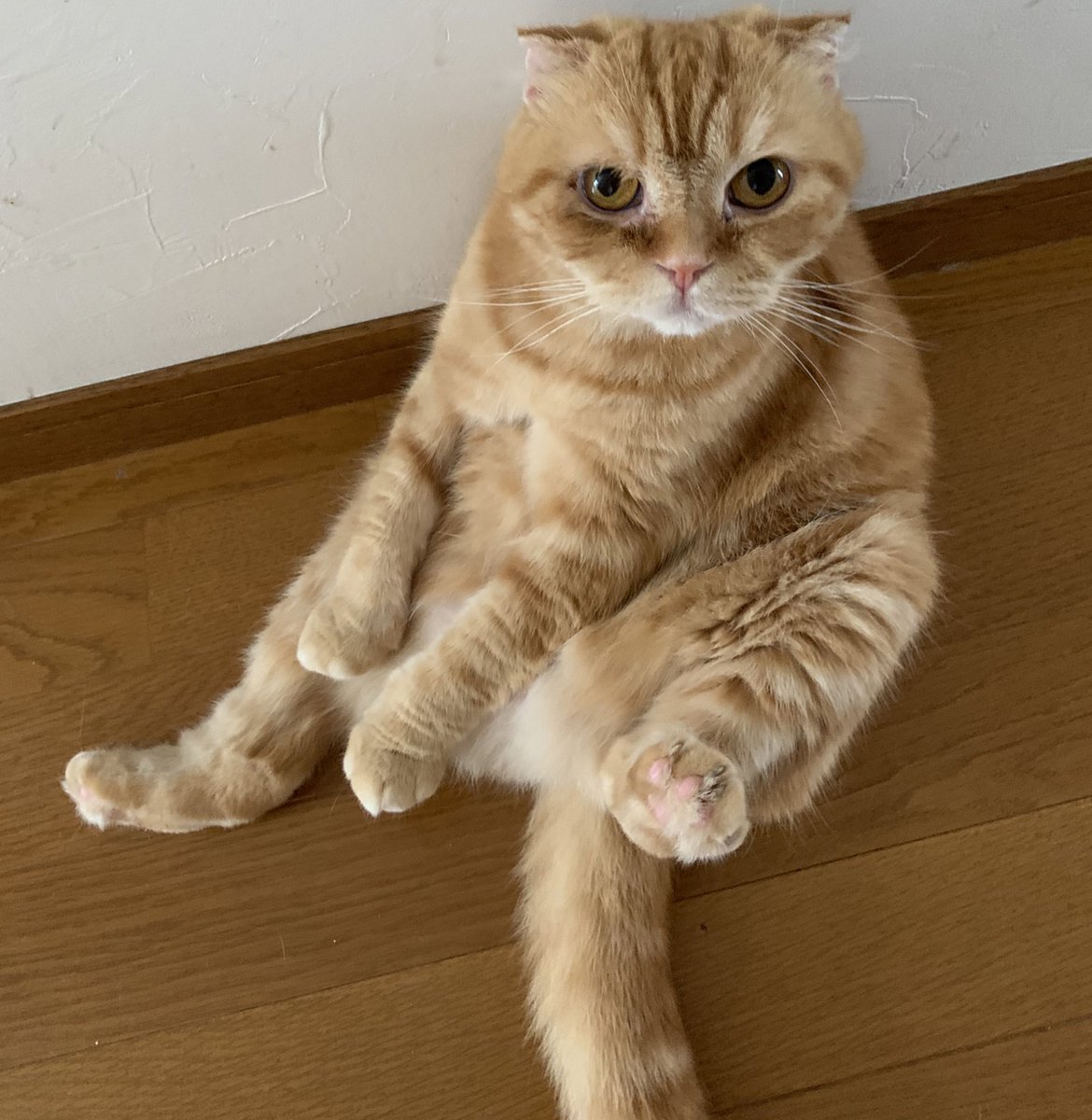 _transam's tweet image. おっさんでも好き
 #世界猫の日