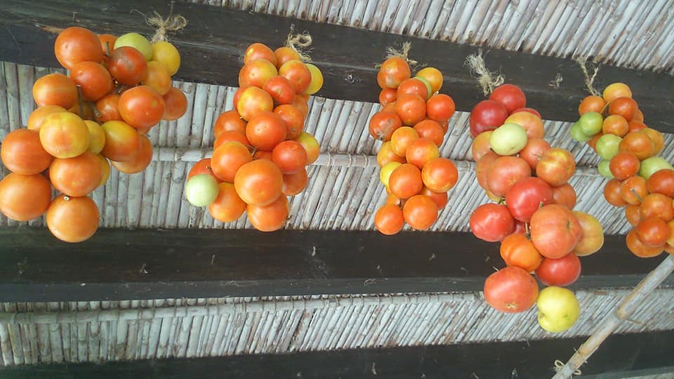Sanguango1977's tweet photo. Podríem fer una sèrie sencera de nom "Els valencians, pengem "coses""

Seguint amb la nostra ruta gastronòmica valenciana, hui: les tomaques penjades... una molt bona forma de conservar-les.

Aquestes a un riurau de Benissa

#Gastronomia https://t.co/Bi1KM8rz9H